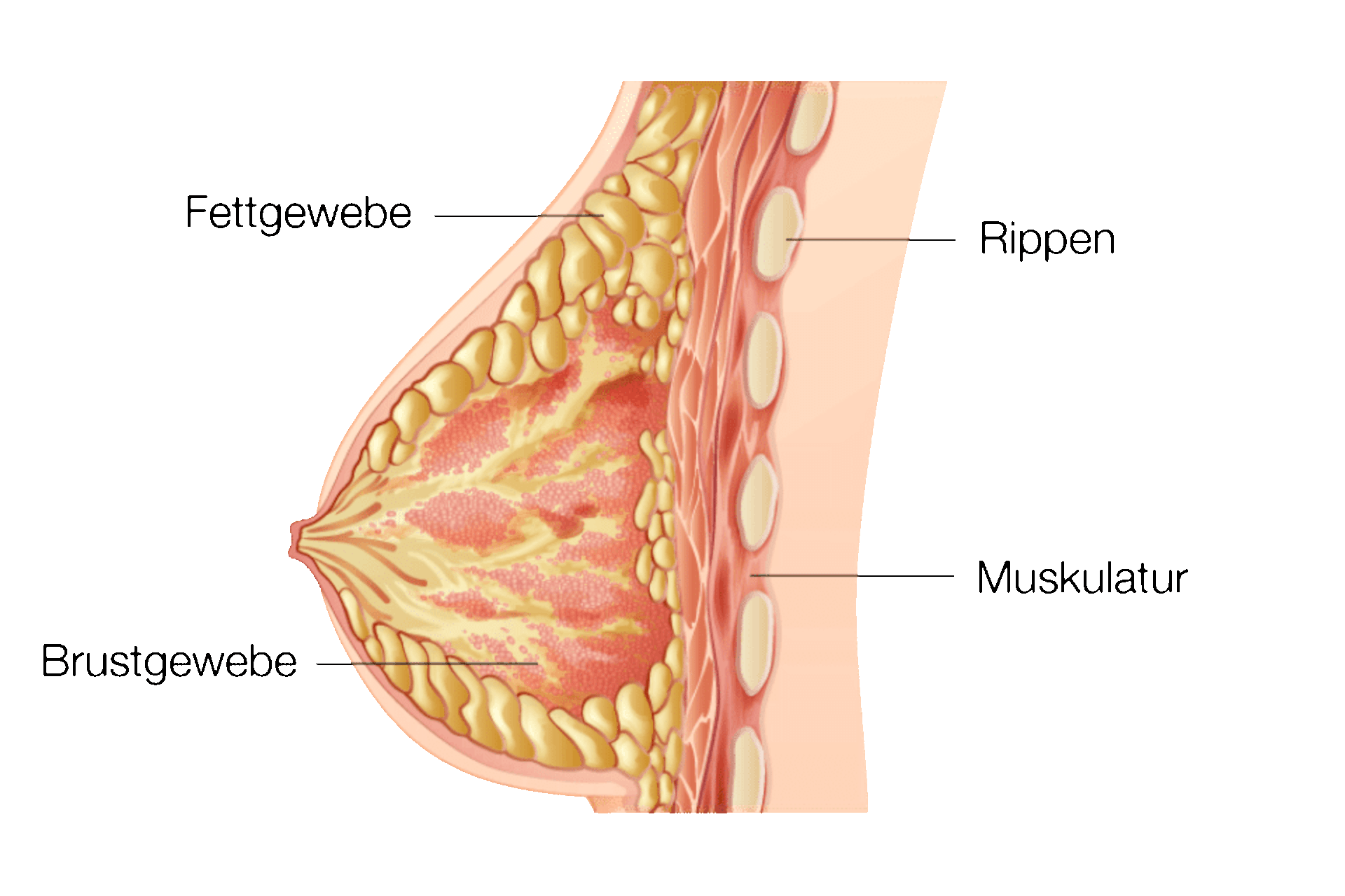Grafik Darstellung einer Brustwarze