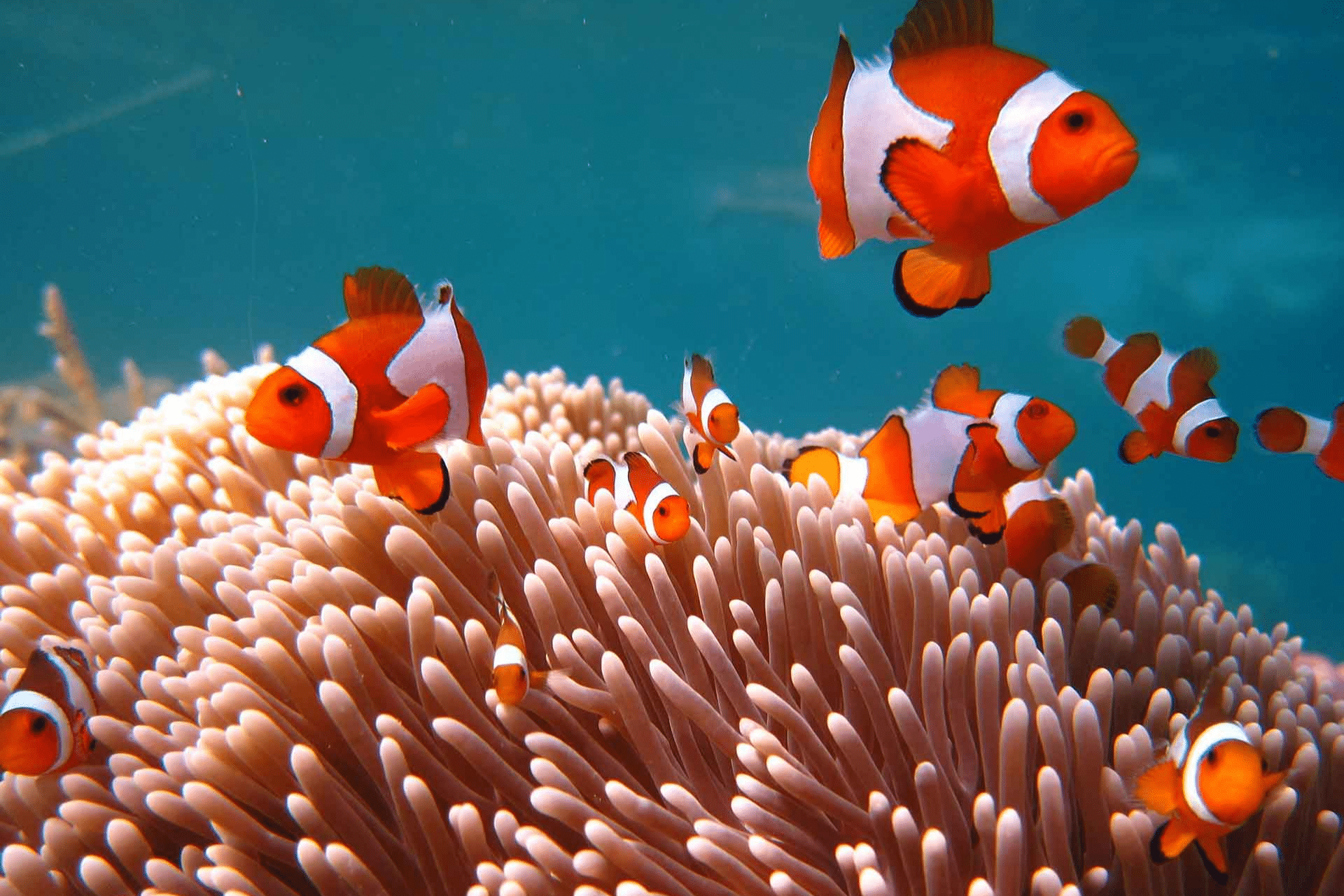 Bedrohte Clownfische in Korallen