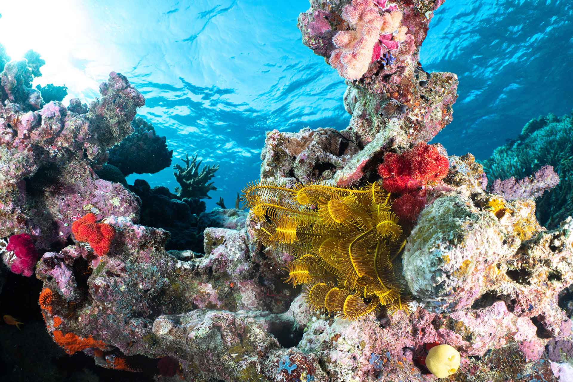 Korallenriffe retten und schützen