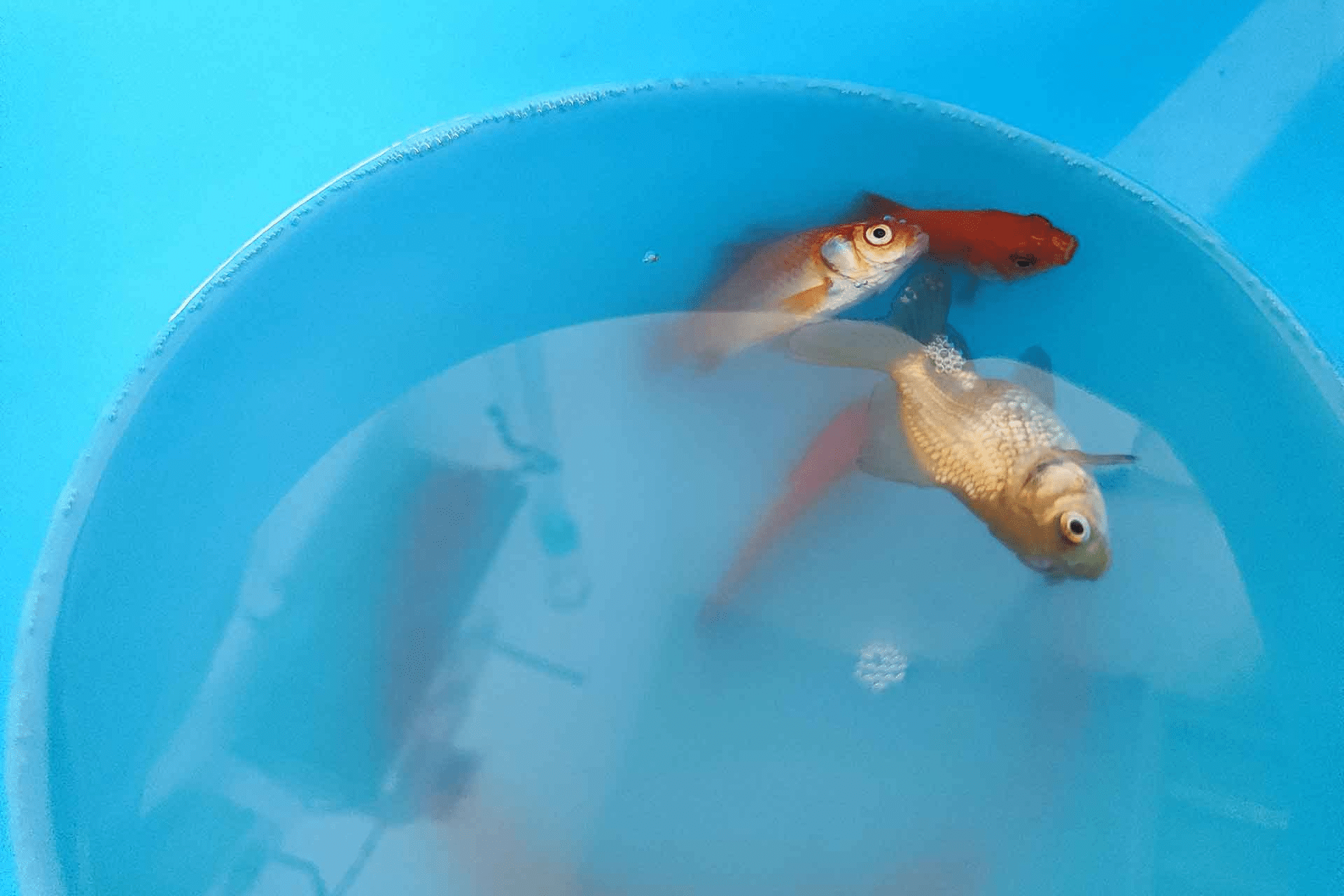 Exotische Fische sterben auf dem Transportweg