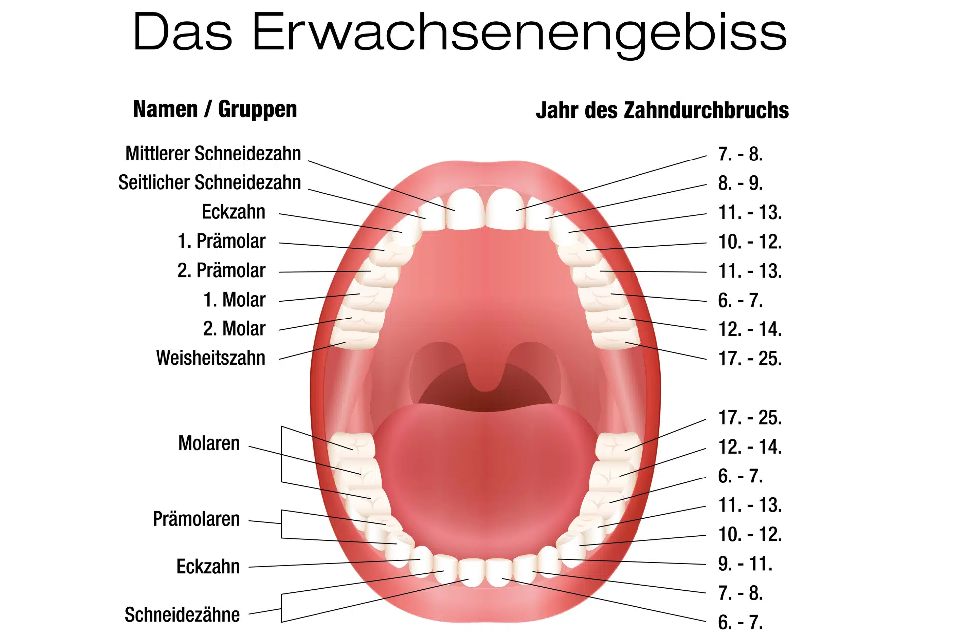 Zahnschema Erwachsene