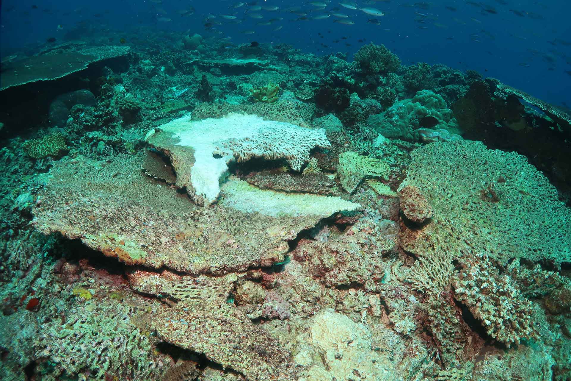 Zerstörung der Korallenriffe