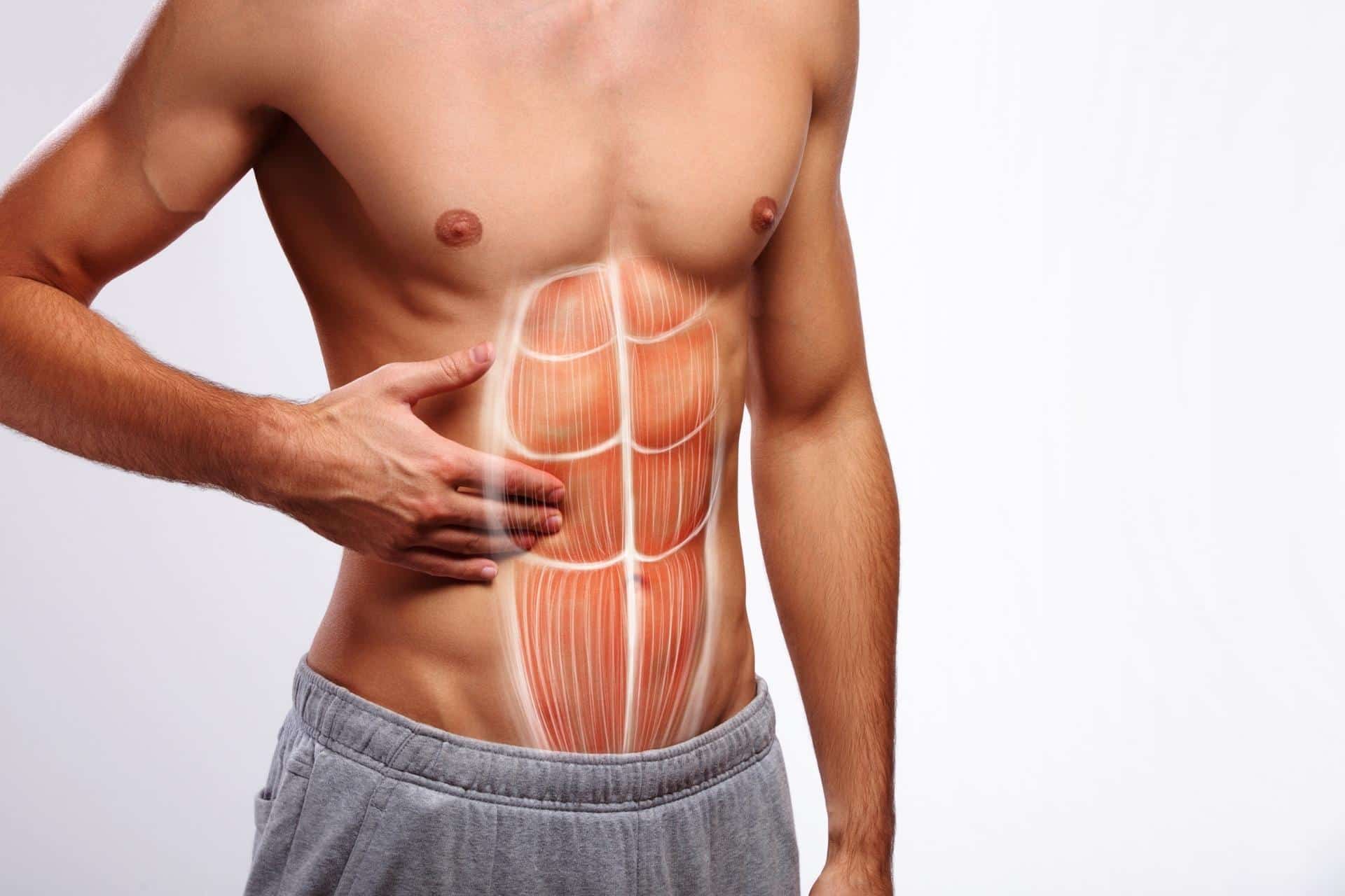 Anatomie der Bauchmuskeln